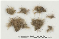 藏品(絹苔屬)的圖片
